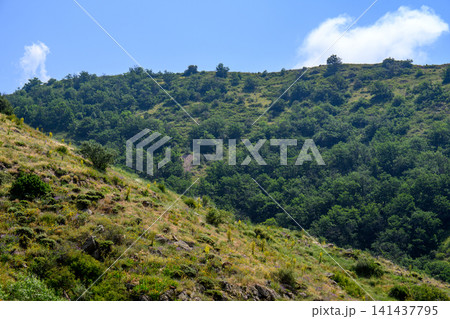 Sloping hillside with dense green trees under bright blue sky Sloping hillside with dense green trees under bright blue sky 141437795