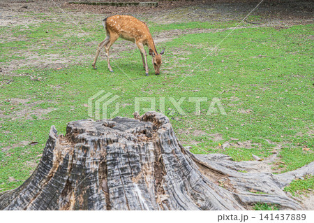 奈良公園の鹿　奈良国立博物館前　 141437889