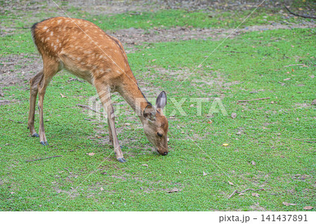 奈良公園の鹿 奈良国立博物館前 奈良公園の鹿 奈良国立博物館前 141437891