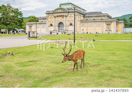 奈良公園の鹿　奈良国立博物館前　 141437893
