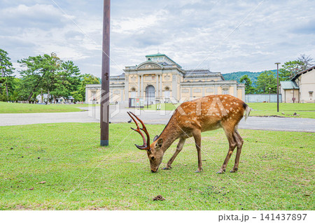 奈良公園の鹿 奈良国立博物館前 奈良公園の鹿 奈良国立博物館前 141437897