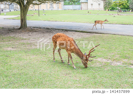 奈良公園の鹿 奈良国立博物館前 奈良公園の鹿 奈良国立博物館前 141437899
