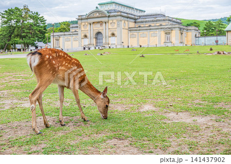 奈良公園の鹿 奈良国立博物館前 奈良公園の鹿 奈良国立博物館前 141437902