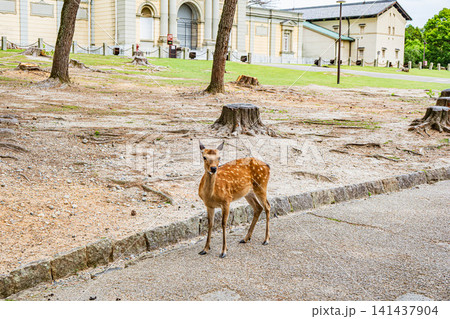 奈良公園の鹿 奈良国立博物館前 奈良公園の鹿 奈良国立博物館前 141437904