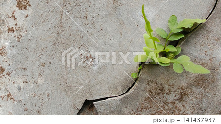 Small ferns grow from the cracked concrete wall. 141437937