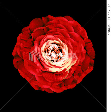 Rose  flower  on  the black  isolated background with clipping path.  Closeup. For design. Studio shot.  Nature. 141437942