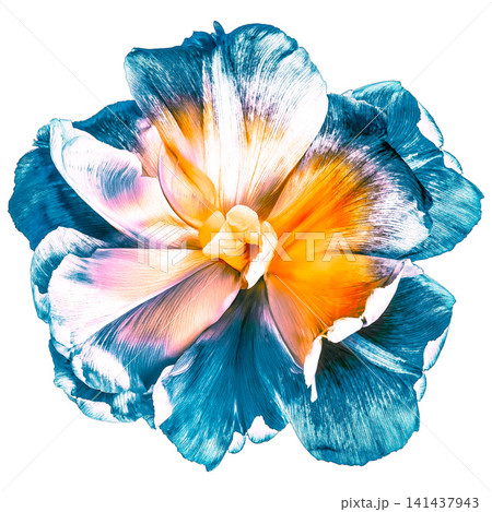 Tulip flower on a white isolated background with clipping path. Closeup. For design. Nature. Tulip flower on a white isolated background with clipping path. Closeup. For design. Nature. 141437943