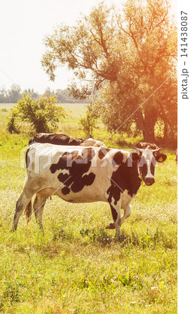 Black and white dairy cow standing in vibrant green pasture field with lush trees under bright sun light and clear sky during summer day, vertical photo Black and white dairy cow standing in vibrant green pasture field with lush trees under bright sun light and clear sky during summer day, vertical photo 141438087
