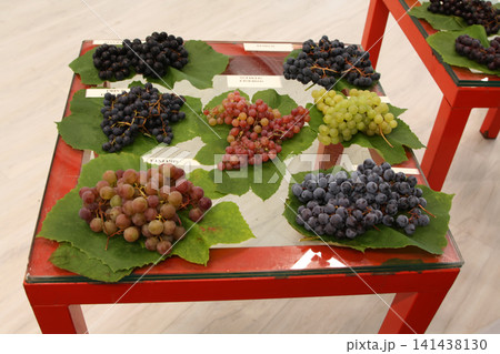 High-Angle View of Assorted Grape Varieties on a Display Table High-Angle View of Assorted Grape Varieties on a Display Table 141438130