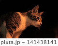 portrait of a cat in the dark background 141438141