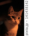 portrait of a cat 141438142