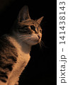 cat isolated on black background 141438143