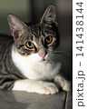 black and white portrait of a cat 141438144