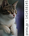 portrait of a beautiful young cat with blue eyes 141438145
