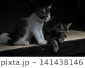 cute white and black kitten on a dark background 141438146