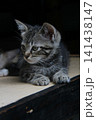 cat on the bench 141438147