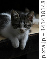 black and white kitten on wooden table 141438148