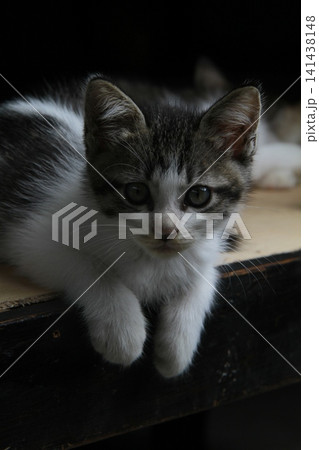 black and white kitten on wooden table black and white kitten on wooden table 141438148