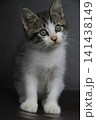 portrait of a black and white cat 141438149