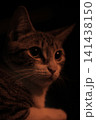 cat at the window 141438150