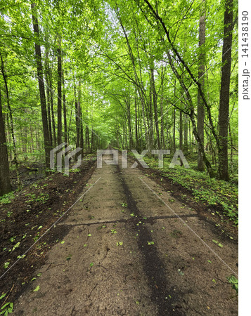 Dirt path winding through dense green forest with tall trees forming natural archway overhead, lush foliage creating vibrant natural tunnel, serene summer woodland landscape Dirt path winding through dense green forest with tall trees forming natural archway overhead, lush foliage creating vibrant natural tunnel, serene summer woodland landscape 141438190