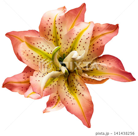 Lily flower on white isolated background with clipping path. Closeup. For design. View from above. Nature. Lily flower on white isolated background with clipping path. Closeup. For design. View from above. Nature. 141438256