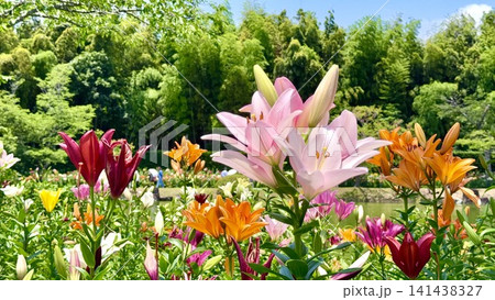 池のほとりで咲き競う色とりどりの百合の花〈可睡ゆりの園/静岡県袋井市〉 池のほとりで咲き競う色とりどりの百合の花〈可睡ゆりの園/静岡県袋井市〉 141438327