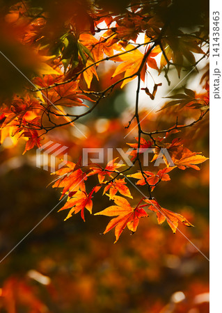 紅葉:秋の深まり 紅葉:秋の深まり 141438463