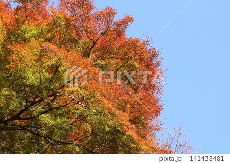 紅葉した木 紅葉した木 141438481