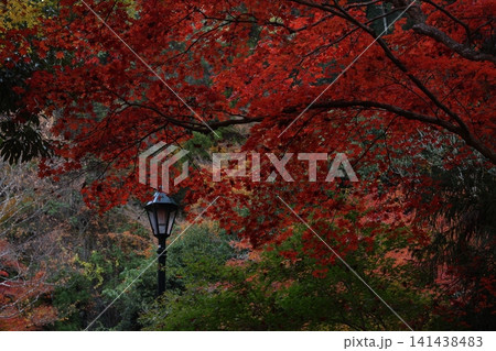 紅葉した木 141438483