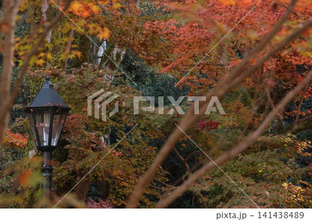 紅葉した木 紅葉した木 141438489