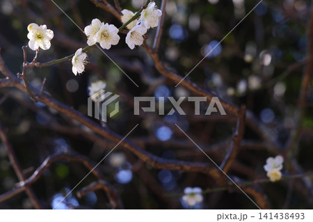 春を告げる梅の花 春を告げる梅の花 141438493