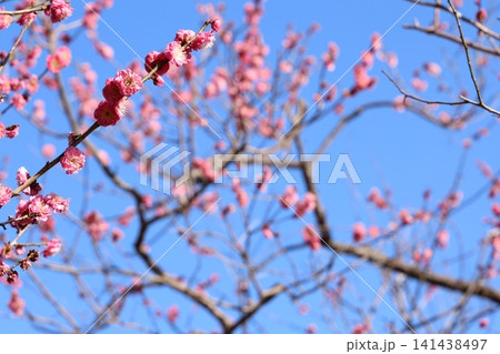 春を告げる梅の花 141438497