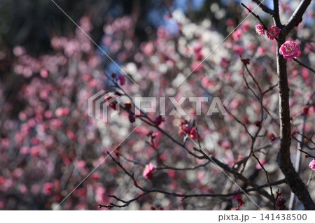 春を告げる梅の花 141438500