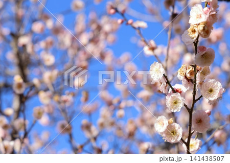 春を告げる梅の花 春を告げる梅の花 141438507
