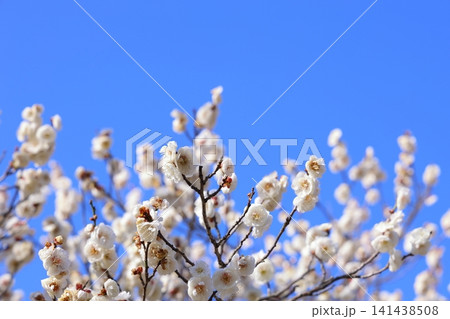 春を告げる梅の花 春を告げる梅の花 141438508