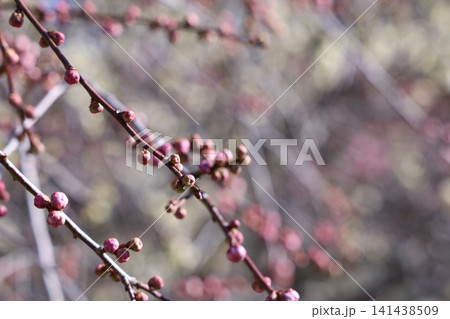 春を告げる梅の花 141438509