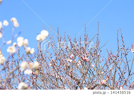 春を告げる梅の花 141438516
