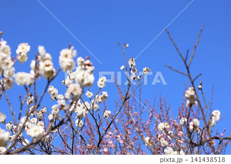 春を告げる梅の花 春を告げる梅の花 141438518