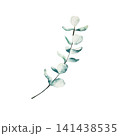 Branch of green eucalyptus. Watercolor winter and christmas hand drawn illustration isolated on background, transparent png. Botanical, wedding clip art. For greeting card, wallpaper, wrapping paper  141438535