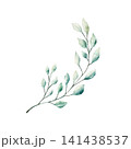 Branch of green leaves. Watercolor winter and christmas hand drawn illustration isolated on background, transparent png. Botanical, wedding clip art. For greeting card, wallpaper, wrapping paper desig 141438537