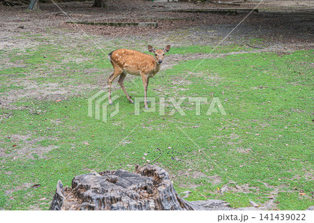 奈良公園の鹿 飛火野 奈良公園の鹿 飛火野 141439022