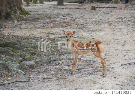 子鹿 奈良公園飛火野 子鹿 奈良公園飛火野 141439023