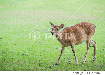 奈良公園の鹿 飛火野園地 奈良公園の鹿 飛火野園地 141439029