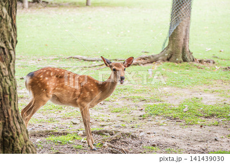 奈良公園の鹿 飛火野 奈良公園の鹿 飛火野 141439030