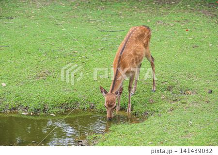 水を飲む鹿 奈良公園飛火野 水を飲む鹿 奈良公園飛火野 141439032