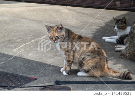 漁港の島猫たち 141439525