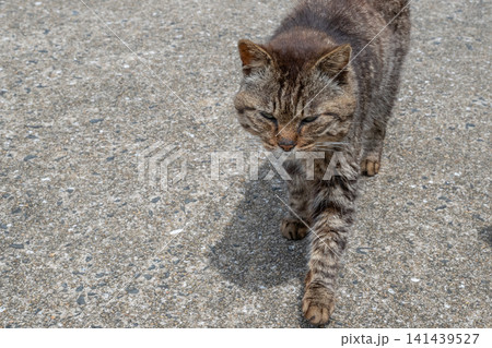 漁港の島猫たち 漁港の島猫たち 141439527