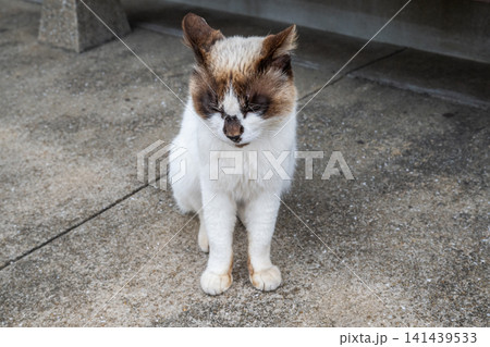 漁港の島猫たち 漁港の島猫たち 141439533