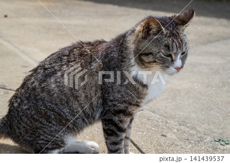 漁港の島猫たち 漁港の島猫たち 141439537
